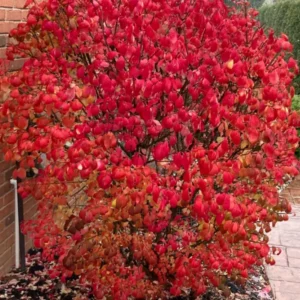 Burning Bush Cuttings - 10 Rooted Dwarf Shrubs for Outdoor Planting