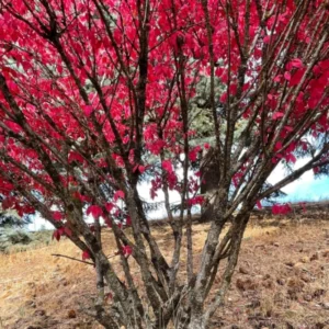 Burning Bush Cuttings - 10 Rooted Dwarf Shrubs for Outdoor Planting