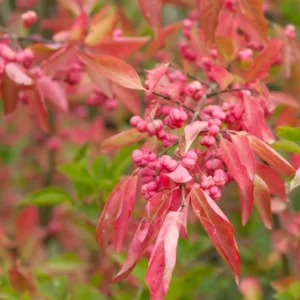 Burning Bush Cuttings - 10 Rooted Dwarf Shrubs for Outdoor Planting