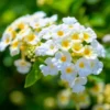 Buttercup Lantana Plants Live - 4 Inch Pot, White Butterfly Fragrant Flowers - Perennial for Indoor/Outdoor Planting