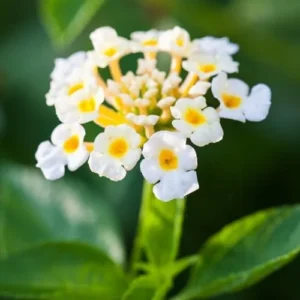 Buttercup Lantana Plants Live - 4 Inch Pot, White Butterfly Fragrant Flowers - Perennial for Indoor/Outdoor Planting