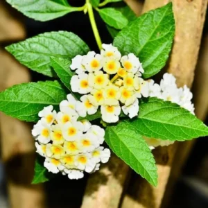 Buttercup Lantana Plants Live - 4 Inch Pot, White Butterfly Fragrant Flowers - Perennial for Indoor/Outdoor Planting