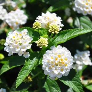 Buttercup Lantana Plants Live - 4 Inch Pot, White Butterfly Fragrant Flowers - Perennial for Indoor/Outdoor Planting