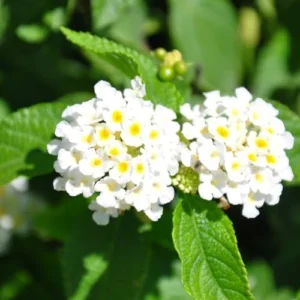 Buttercup Lantana Plants Live - 4 Inch Pot, White Butterfly Fragrant Flowers - Perennial for Indoor/Outdoor Planting