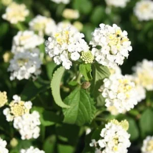 Buttercup Lantana Plants Live - 4 Inch Pot, White Butterfly Fragrant Flowers - Perennial for Indoor/Outdoor Planting