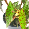 Butterfly Begonia Plant - Begonia amphioxus - Rare 2.5" Pot - Collector's Series