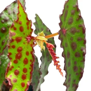 Butterfly Begonia Plant - Begonia amphioxus - Rare 2.5