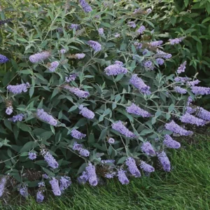 Butterfly Bush Glass Slippers Buddleia 2.5 inch Pot Pale-Blue Flowers