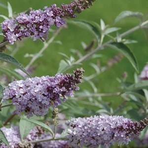 Butterfly Bush Glass Slippers Buddleia 2.5 inch Pot Pale-Blue Flowers