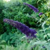 Butterfly Bush Plant Black Buddleia Davidii - Fragrant Live Plant 5-9 Inch