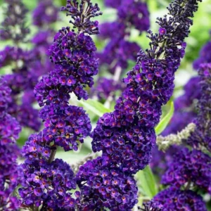 Butterfly Bush Plant Black Buddleia Davidii - Fragrant Live Plant 5-9 Inch