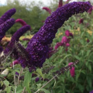 Butterfly Bush Plant Black Buddleia Davidii - Fragrant Live Plant 5-9 Inch