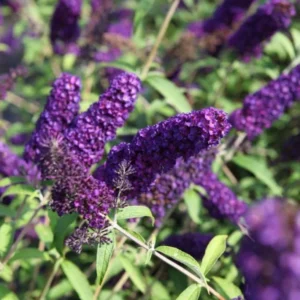 Butterfly Bush Plant Black Buddleia Davidii - Fragrant Live Plant 5-9 Inch