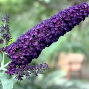 Butterfly Bush Plant Black Buddleia Davidii - Fragrant Live Plant 5-9 Inch