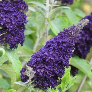 Butterfly Bush Plant Black Buddleia Davidii - Fragrant Live Plant 5-9 Inch