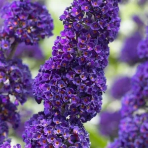 Butterfly Bush Plant Black Buddleia Davidii - Fragrant Live Plant 5-9 Inch