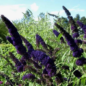 Butterfly Bush Plant Black Buddleia Davidii - Fragrant Live Plant 5-9 Inch