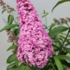 Butterfly Bush Plant Pink Buddleia Davidii 5-9 Inch Fragrant Flowers