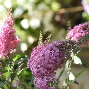 Butterfly Bush Plant Pink Buddleia Davidii 5-9 Inch Fragrant Flowers