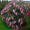 Butterfly Bush Plant Pink Buddleia Davidii 5-9 Inch Fragrant Flowers