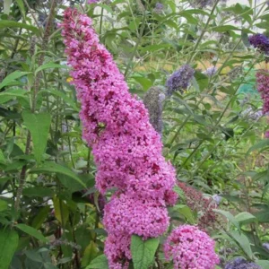 Butterfly Bush Plant Pink Buddleia Davidii 5-9 Inch Fragrant Flowers