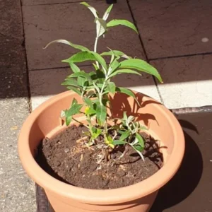 Butterfly Bush Plant Pink Buddleia Davidii 5-9 Inch Fragrant Flowers