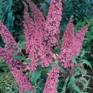 Butterfly Bush Plant Pink Buddleia Davidii 5-9 Inch Fragrant Flowers