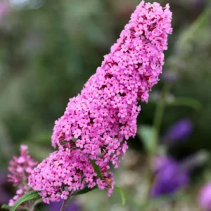 Butterfly Bush Plant Pink Buddleia Davidii 5-9 Inch Fragrant Flowers