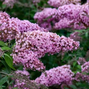 Butterfly Bush Plants - Set of 2 Pink Buddleia Davidii Fragrant Flowers 5-9 Inch Tall