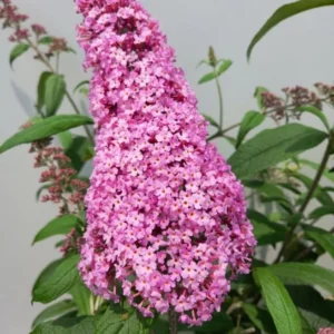 Butterfly Bush Plants - Set of 2 Pink Buddleia Davidii Fragrant Flowers 5-9 Inch Tall