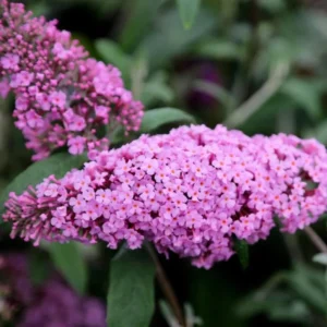 Butterfly Bush Plants - Set of 2 Pink Buddleia Davidii Fragrant Flowers 5-9 Inch Tall