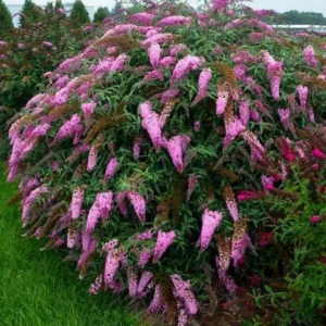 Butterfly Bush Plants - Set of 2 Pink Buddleia Davidii Fragrant Flowers 5-9 Inch Tall