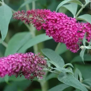 Butterfly Bush Plants - Set of 2 Pink Buddleia Davidii Fragrant Flowers 5-9 Inch Tall