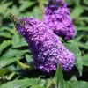 Butterfly Bush Pugster Amethyst - 4 inch Pot - Dwarf Buddleia - Purple Blooms