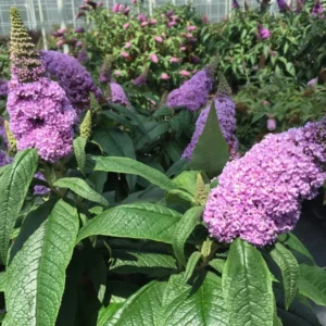 Butterfly Bush Pugster Amethyst - 4 inch Pot - Dwarf Buddleia - Purple Blooms