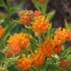 Butterfly Weed Plant Asclepias Tuberosa - 5 Bare Roots Native Wildflower Organic Pleurisy Root