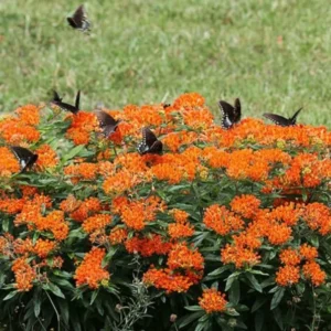 Butterfly Weed Plant Asclepias Tuberosa - 5 Bare Roots Native Wildflower Organic Pleurisy Root