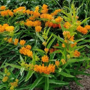 Butterfly Weed Plant Asclepias Tuberosa - 5 Bare Roots Native Wildflower Organic Pleurisy Root