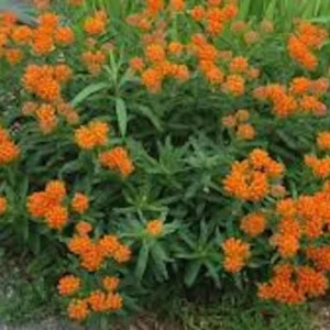 Butterfly Weed Plant Asclepias Tuberosa - 5 Bare Roots Native Wildflower Organic Pleurisy Root