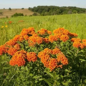 Butterfly Weed Plant Asclepias Tuberosa - 5 Bare Roots Native Wildflower Organic Pleurisy Root