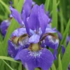 Caesar's Brother Siberian Iris Plant - Gallon Pot - Deep Velvety Blue - Garden Ready