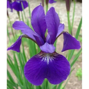 Caesar's Brother Siberian Iris Plant - Gallon Pot - Deep Velvety Blue - Garden Ready