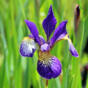 Caesar's Brother Siberian Iris Plant - Gallon Pot - Deep Velvety Blue - Garden Ready