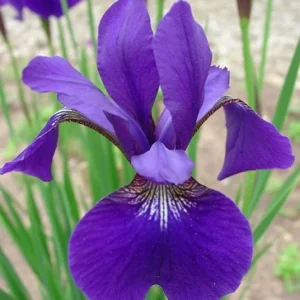 Caesar's Brother Siberian Iris Plant - Gallon Pot - Deep Velvety Blue - Garden Ready