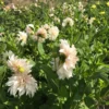 Cafe au Lait Dahlia Bulbs - Giant Dinnerplate, Salmon - For Planting