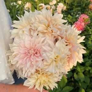 Cafe au Lait Dahlia Bulbs - Giant Dinnerplate, Salmon - For Planting
