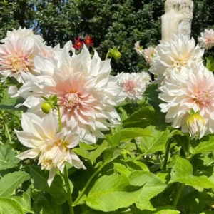 Cafe au Lait Dahlia Bulbs - Giant Dinnerplate, Salmon - For Planting