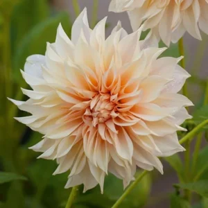 Cafe au Lait Dahlia Bulbs - Giant Dinnerplate, Salmon - For Planting