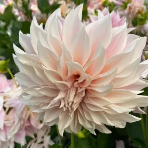 Cafe au Lait Dahlia Bulbs - Giant Dinnerplate, Salmon - For Planting