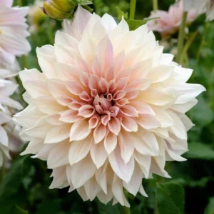 Cafe au Lait Dahlia Bulbs - Giant Dinnerplate, Salmon - For Planting